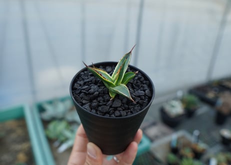 アガベ　サングロー　Agave  Sun Glow