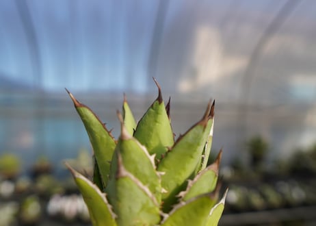 ×agave titanota 剣竜　No.7