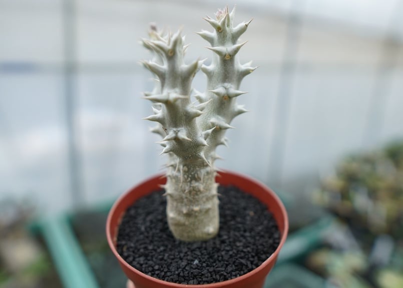 パキポディウム デンシフローラム Pachypodium densiflorum No.9 |