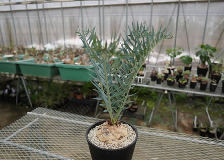 エンセファラルトス　 ホリダス　Encephalartos horridus　 NO.2