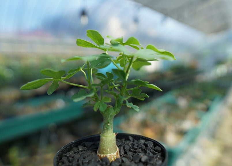 アデニア グラウカ Adenia Glauca No.1 | mana's farm:塊根植物