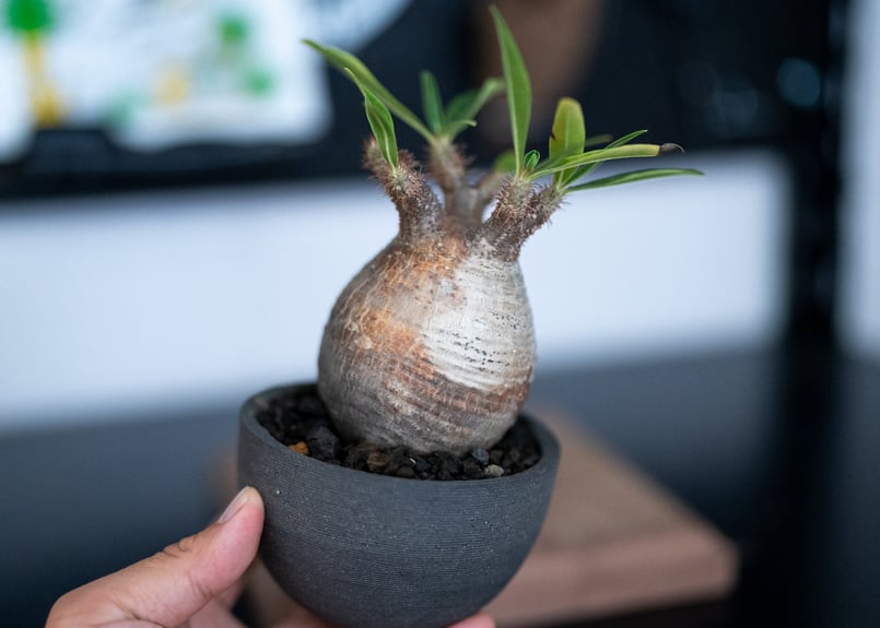 パキポディウム グラキリス 沖縄管理株 | mana's farm:塊根植物