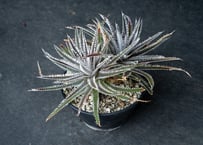 パキポディウム アンボンゲンセ 実生 №7 | mana's farm:塊根植物