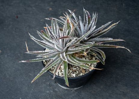 モト　アガベ　ディッキアなど モト アガベ ディッキアなど ディッキア | mana's farm:塊根植物