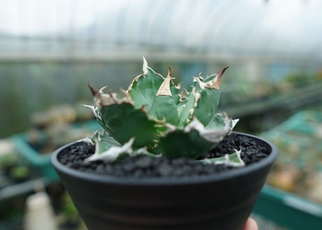 アガベ　チタノタ　白火焔　agave titanota white fire　No.1