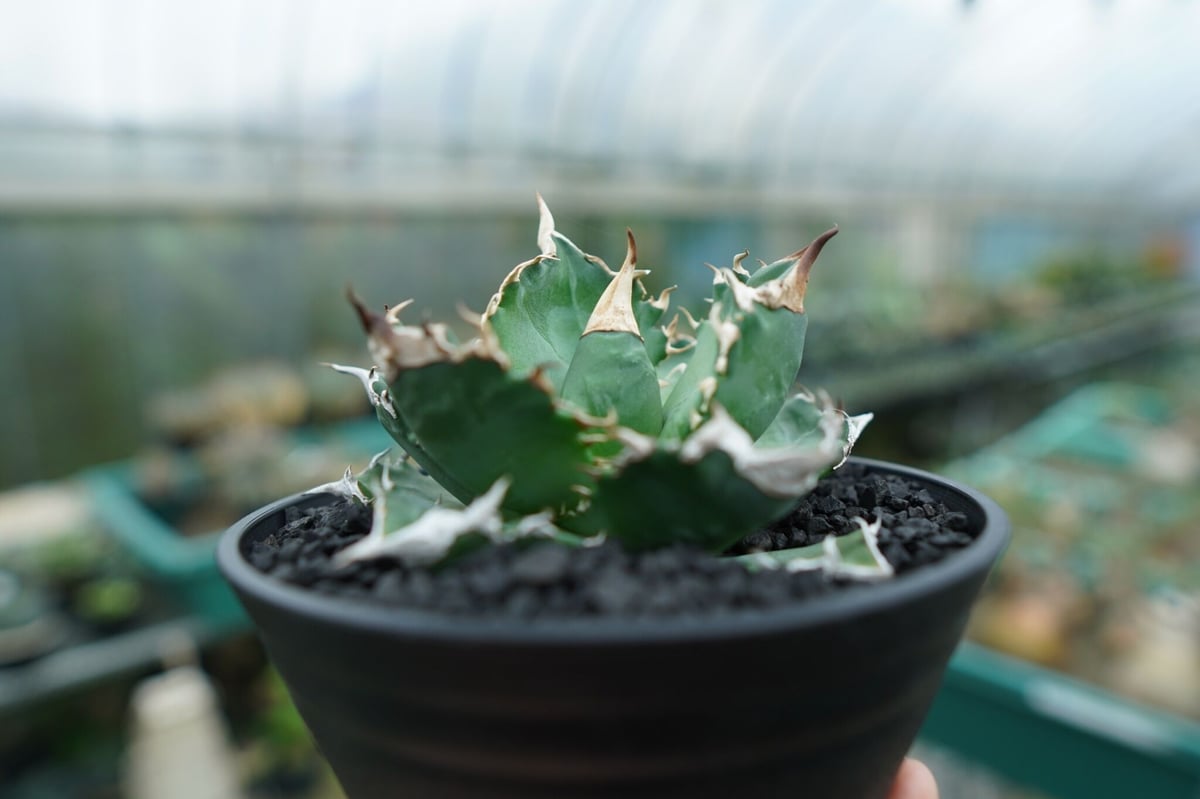 アガベ チタノタ 白火焔 agave titanota white fire No.1 | m アガベ チタノタ 白火焔 agave titanota white fire No.1 | m