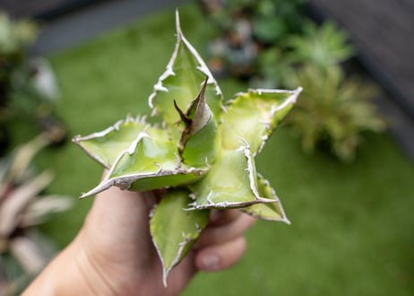 Agave Sowing seeds NO.4   (G)