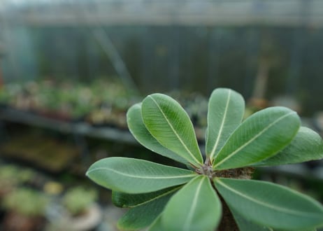 パキポディウム　マカイエンセ　Pachypodium makayense No.5
