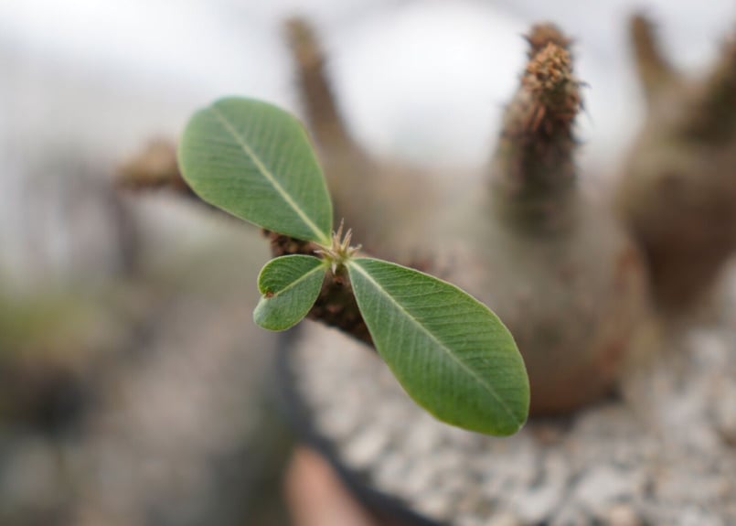 パキポディウム マカイエンセ Pachypodium Makayense NO.2 | man