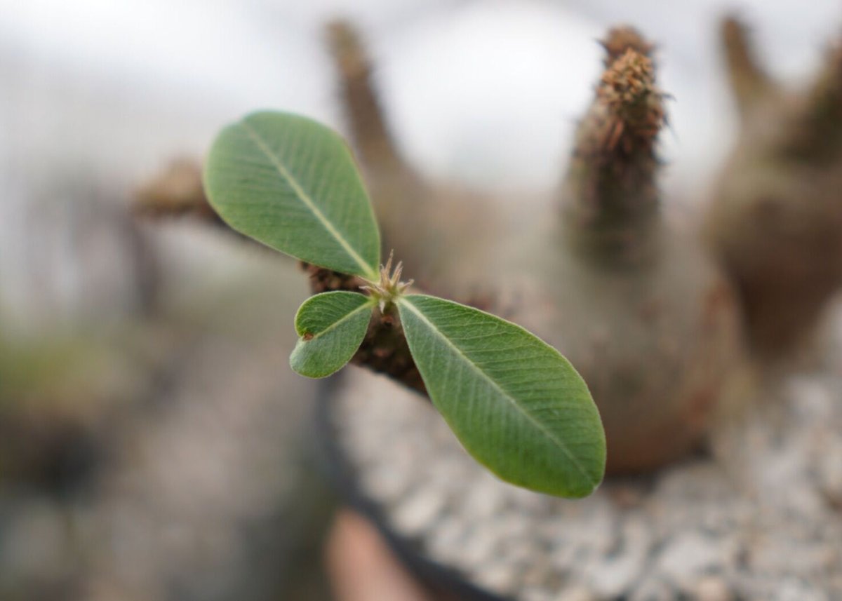 パキポディウム マカイエンセ② パキポディウム マカイエンセ Pachypodium Makayense NO.2 | man