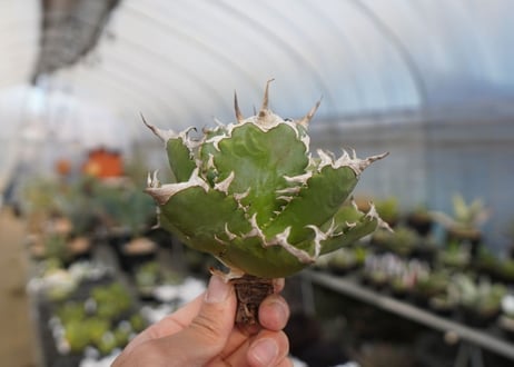 agave titanota ソーラーエクリプス　solareclipse　No.2