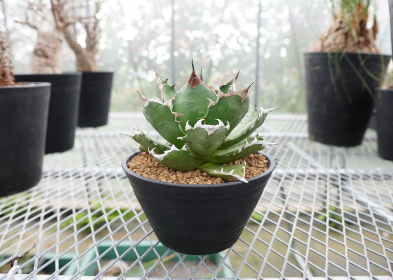 アガベ チタノタ 厳龍 | mana's farm:塊根植物・アガベ・ドライ