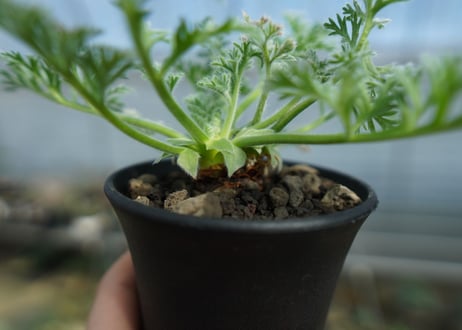 ペラルゴニウム　アッペンディクラツム　Pelargonium appendiculatum　C15