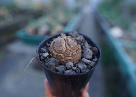 亀甲竜　Dioscorea elephantipes　No.5