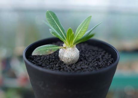 パキポディウム　恵比寿笑い　Pachypodium brevicaule　No.4