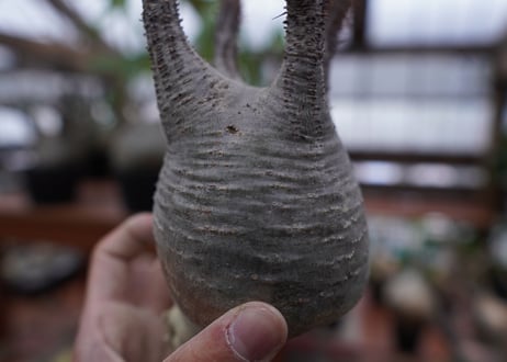 パキポディウム　グラキリス　Pachypodium gracilius　抜き苗　№172