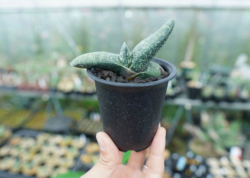 ガステリア エクセルサ Gasteria excelsa | mana's farm:塊根植物
