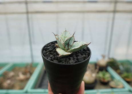 アガベ　チタノタ　ライオンズメーン　Agave titanota Lion's Mane