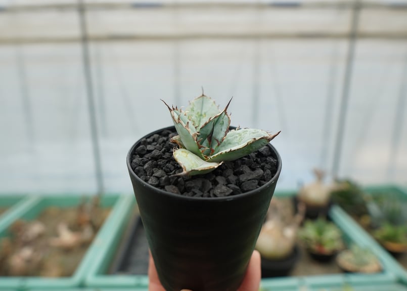 アガベ チタノタ ライオンズメーン Agave titanota Lion's Mane