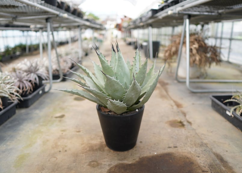 耐寒性◎】アガベ ネオメキシカーナ | mana's farm:塊根植物・アガベ