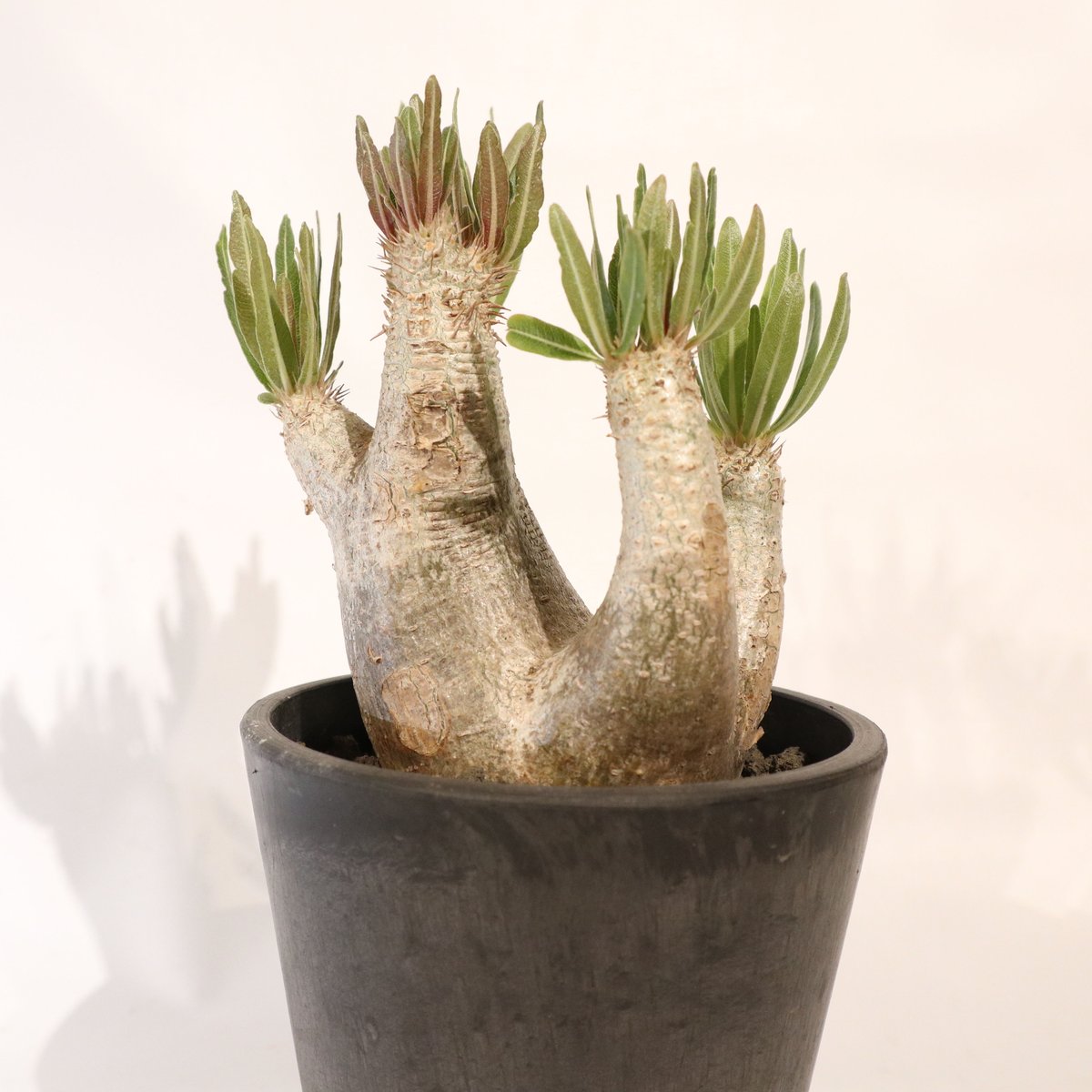 【希少】パキポディウム　イノピナツム　発根済み　大きめ パキポディウム イノピナツム | hanayoshi-botanical