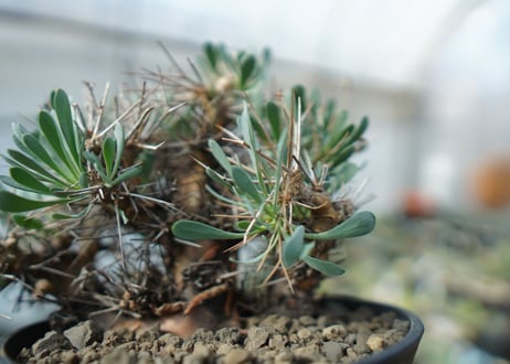 オトンナ　ユーフォルビオイデス　Othonna euphorbioides　C2