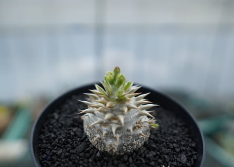 パキポディウム　恵比寿大黒　Pachypodium Densicaule　No.10