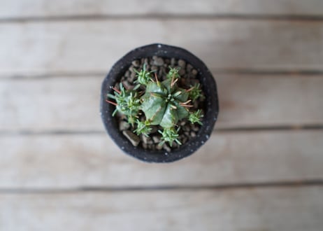 亀麒麟　Euphorbia meloformis Kamekirin