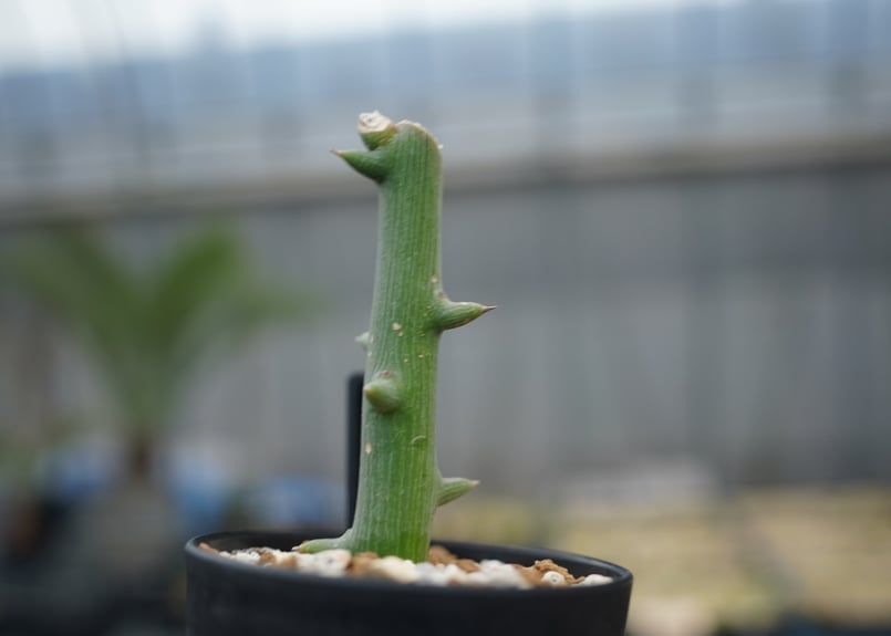 アデニア グロボーサ | mana's farm:塊根植物・アガベ・ドライガーデン