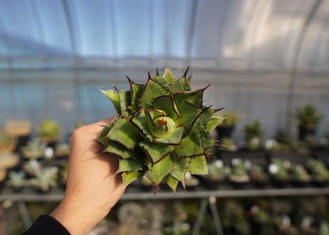 agave titanota 剣竜　No.12