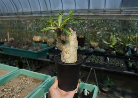 パキポディウム マカイエンセ　Pachypodium makayense　No.6