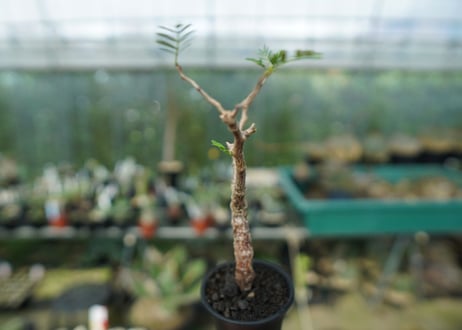 センナ　メリディオナリス　Senna meridionalis