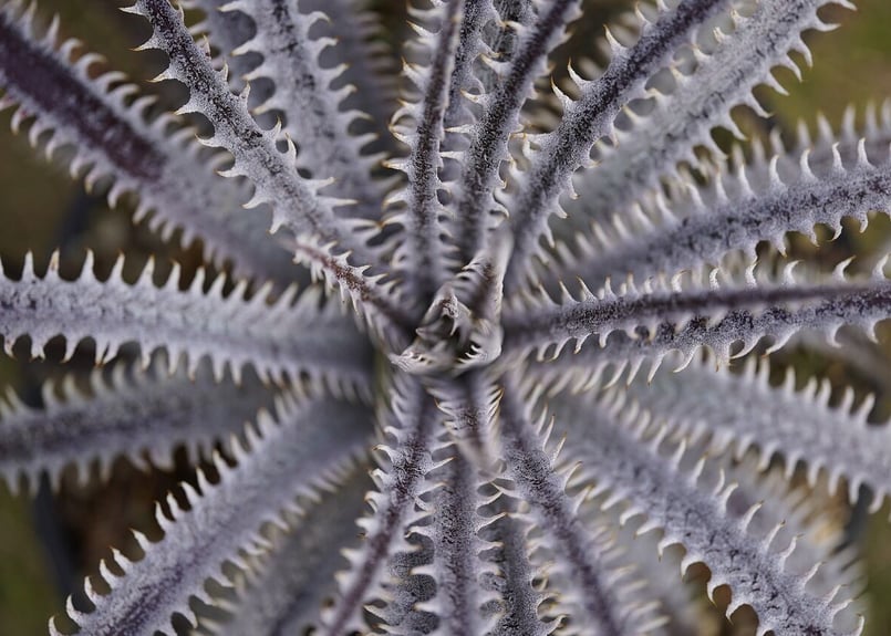 Dyckia (BSF3D11 x Bangkok Star#1)x Nagas PS#02