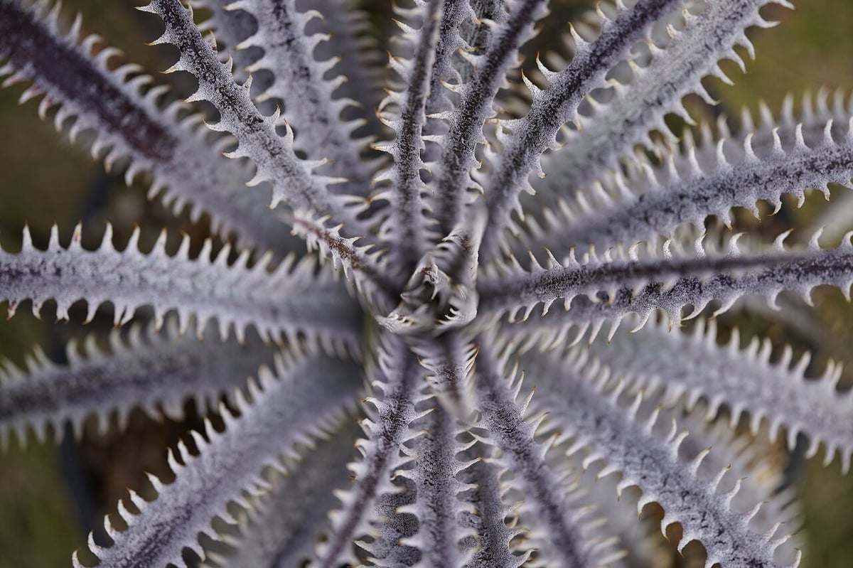 Dyckia (BSF3D11 x Bangkok Star#1)x Nagas PS#02