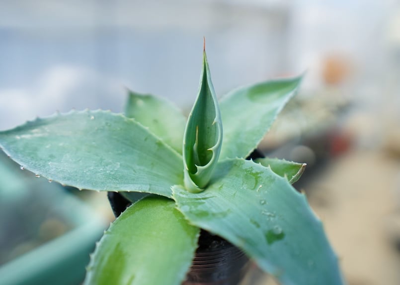 アガベ オバティフォリア Agave ovatifolia No.5 | mana's far