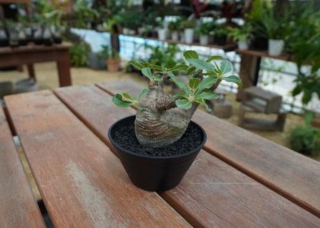 パキポディウム マカイエンセ　Pachypodium makayense　No.5