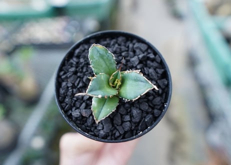 アガベ　チタノタ　FO-76　Agave titanota  FO-76　No.15