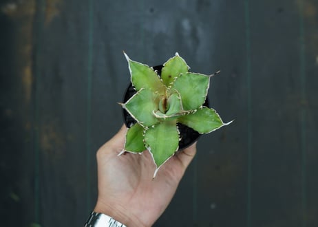 アガベ　チタノタ　獅子光　agave titanota Lion light 子株 No.4
