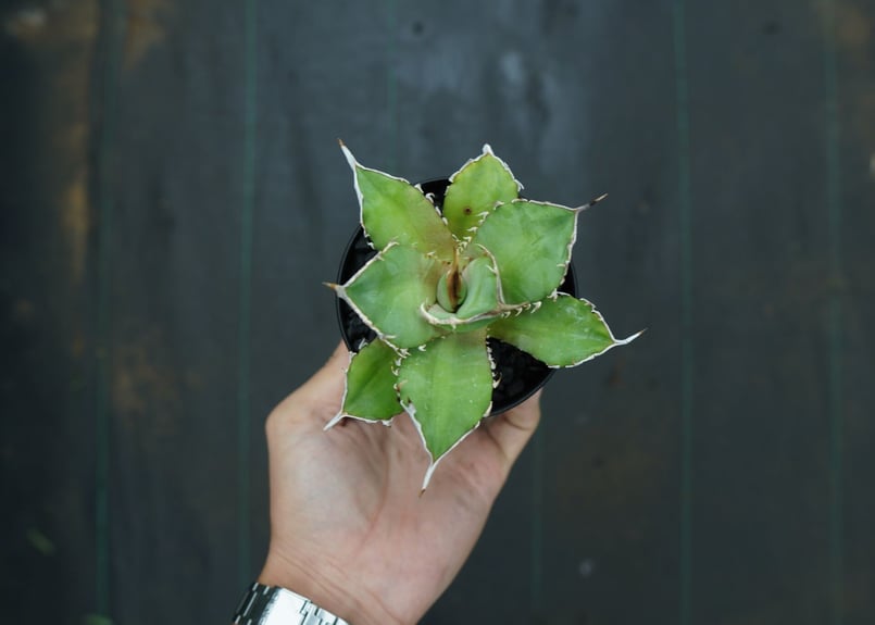 アガベ　獅子光　台湾 Yahoo!オークション - 【hiiro】稀少 アガベ 獅子光 子株 agave