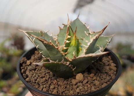 agave oteroi oaxaca　NO.2