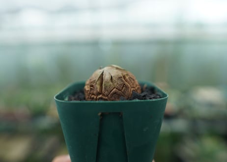 亀甲竜　Dioscorea elephantipes　No.3