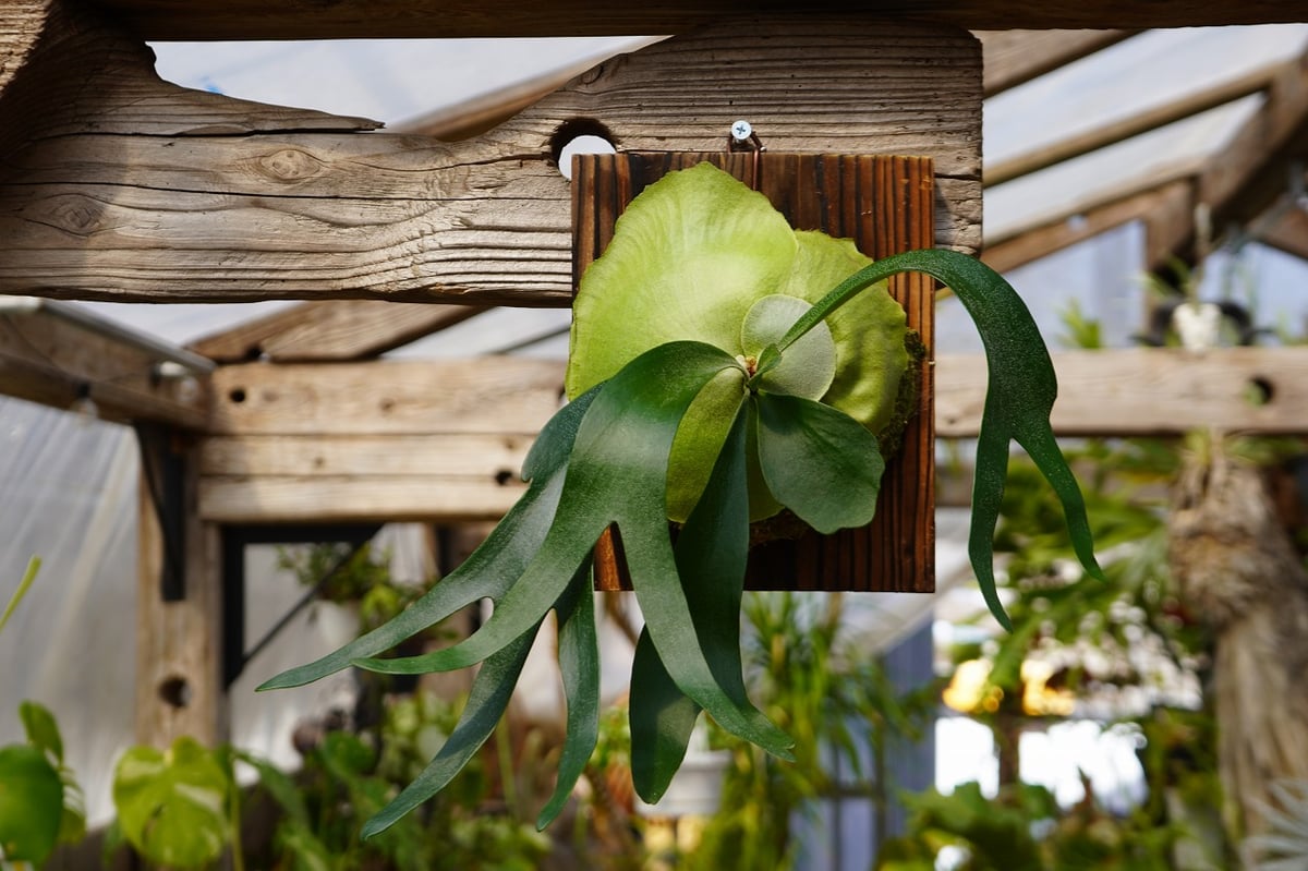 ビカクシダ フーンシキ P. Foongsii (TC) | mana's farm:塊根植