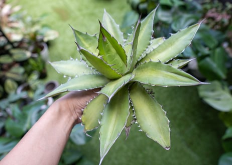 Agave kercovei x titanota NO.2