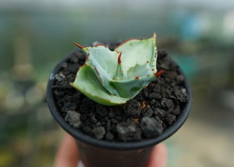 アガベ　兜蟹　Agave isthmensis “Kabutogani”　No.1