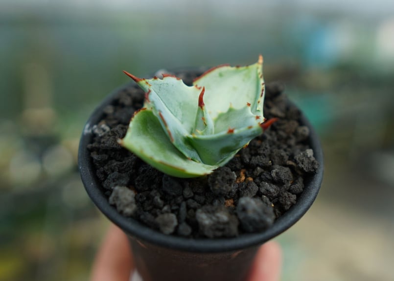 アガベ 兜蟹 Agave isthmensis “Kabutogani” No.1 | man