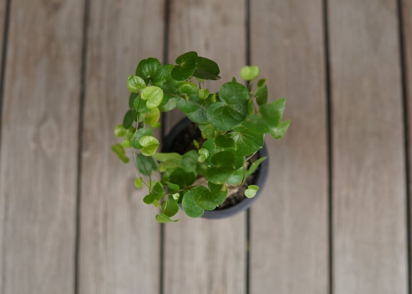亀甲竜 モンタナ Dioscorea elephantipes var. montana |