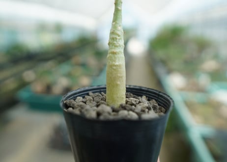 アデニウム　Adenium