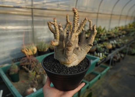 パキポディウム マカイエンセ　Pachypodium makayense　No.3