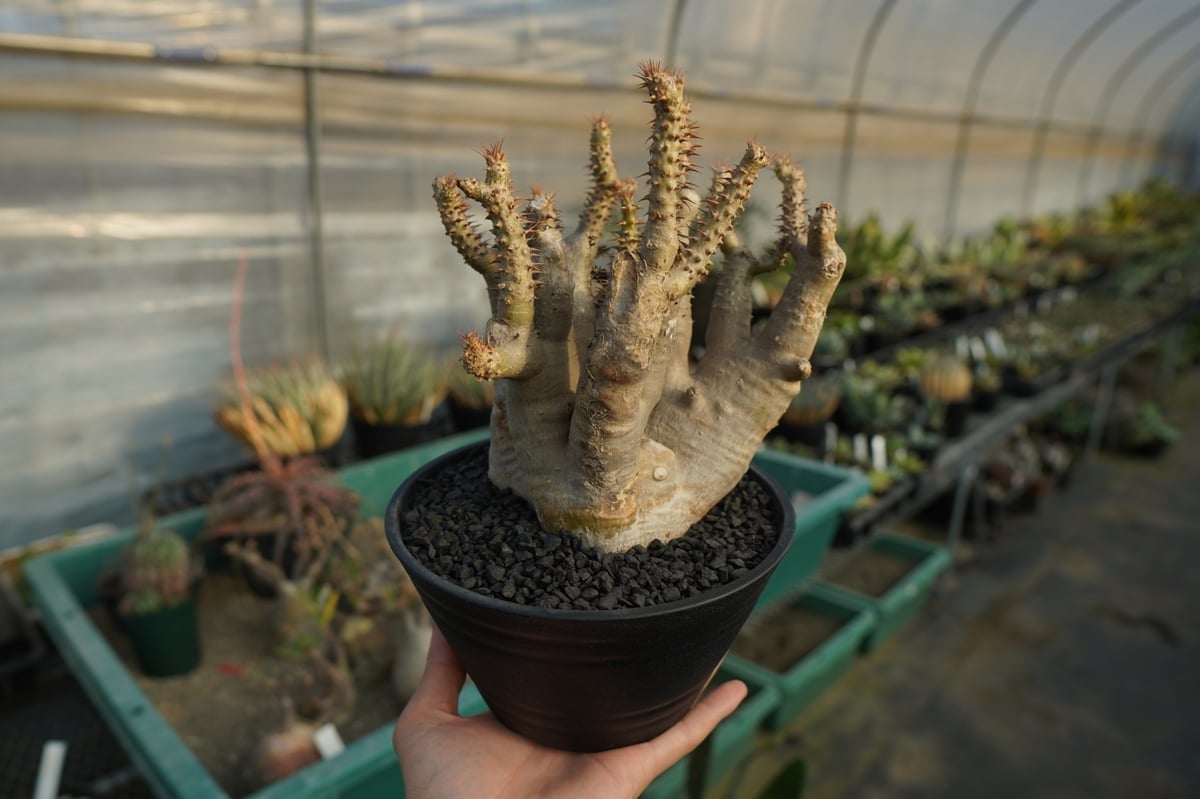 パキポディウム マカイエンセ Pachypodium makayense No.3 | man