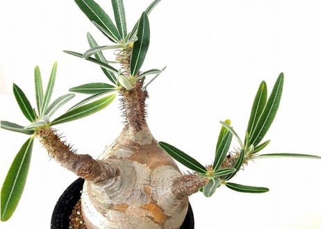 パキポディウム  グラキリス Pachypodium Gracilius　№5
